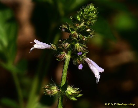 {Salvia lyrata}